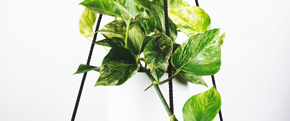 欧洲五大联赛冠军争夺战全景 - 英超、西甲、意甲、德甲、法甲标志